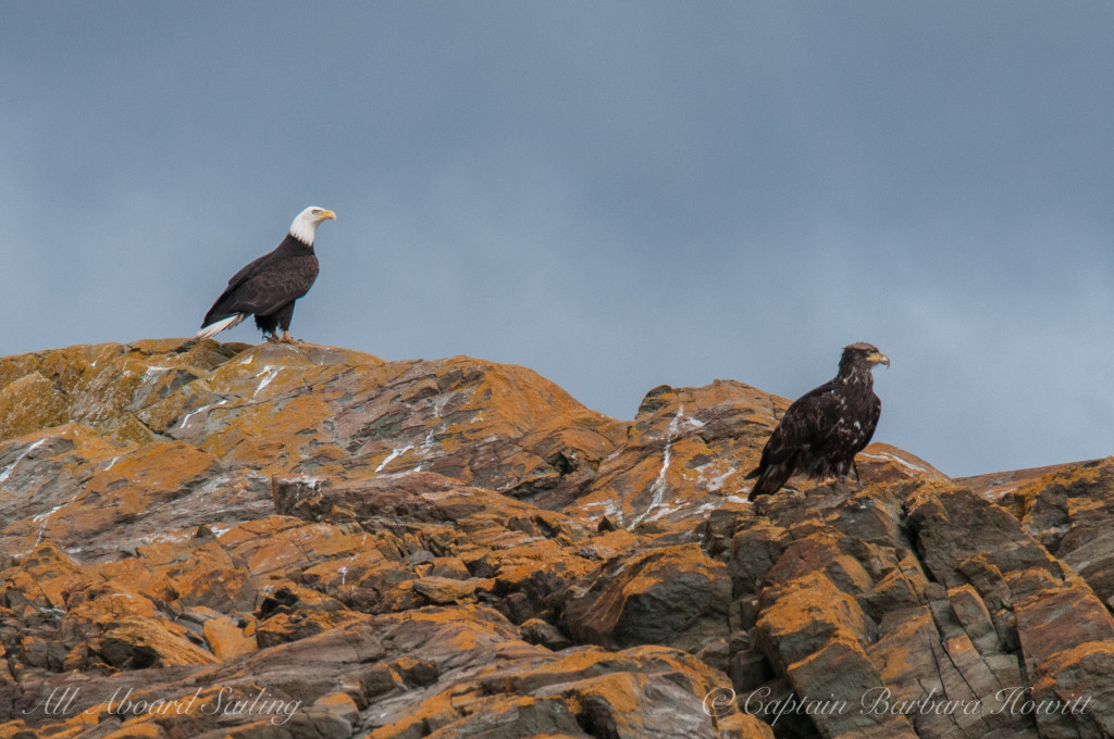 Adult and juvenile bald eagles
