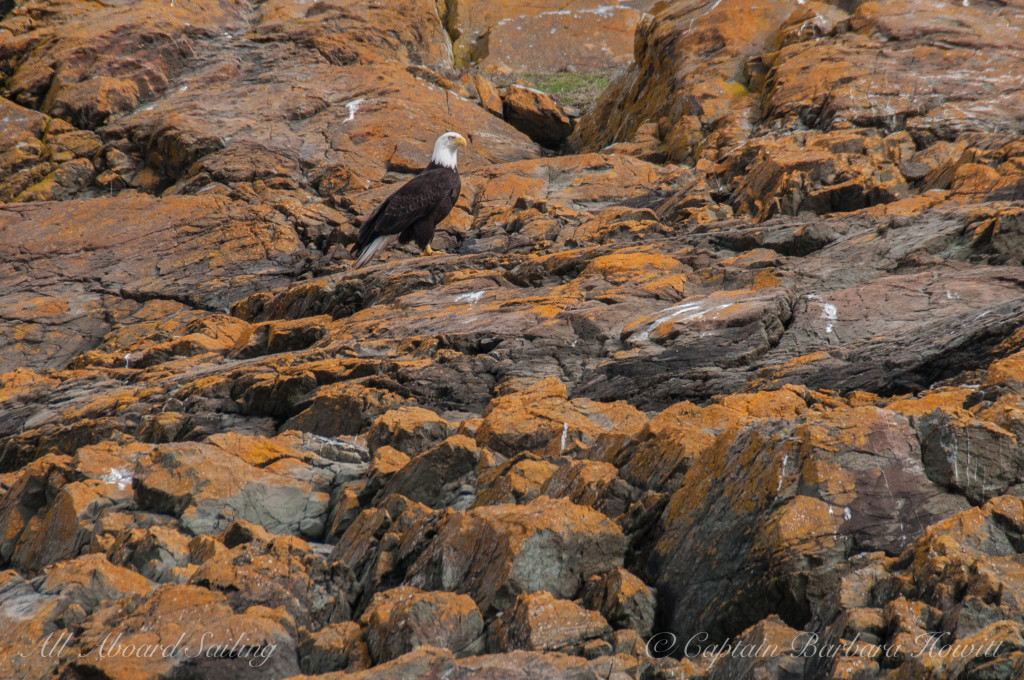 Bald Eagle