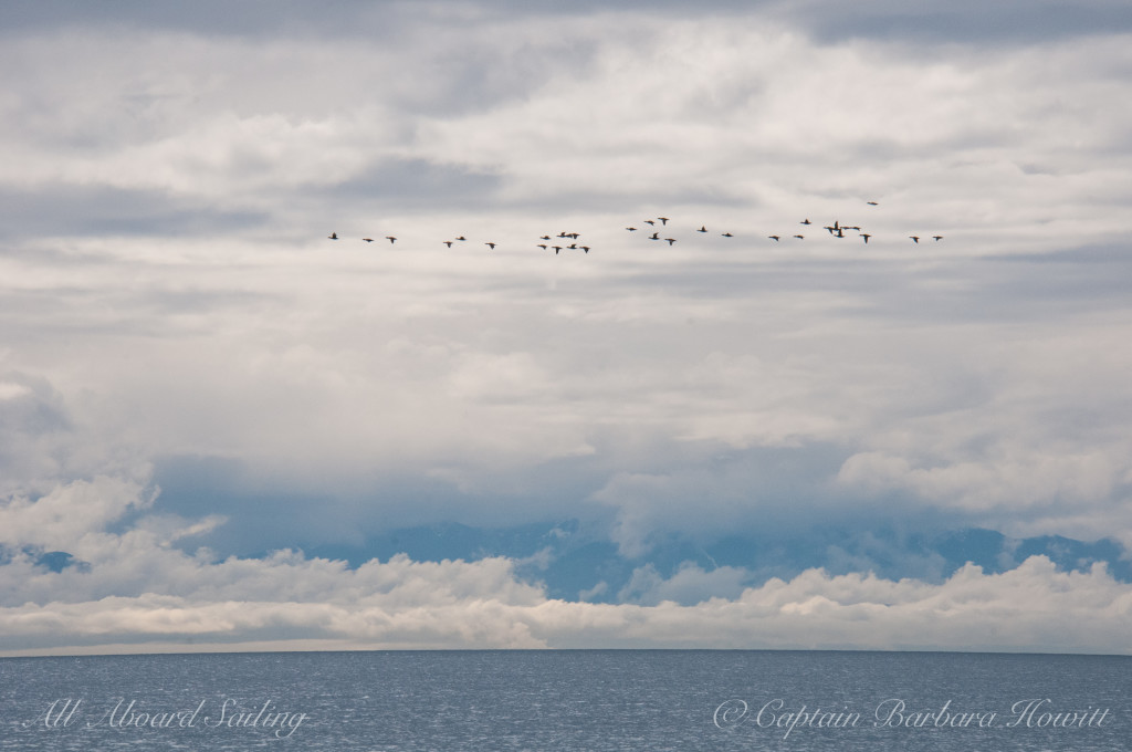 Migration crossing to the Olympic Peninsula