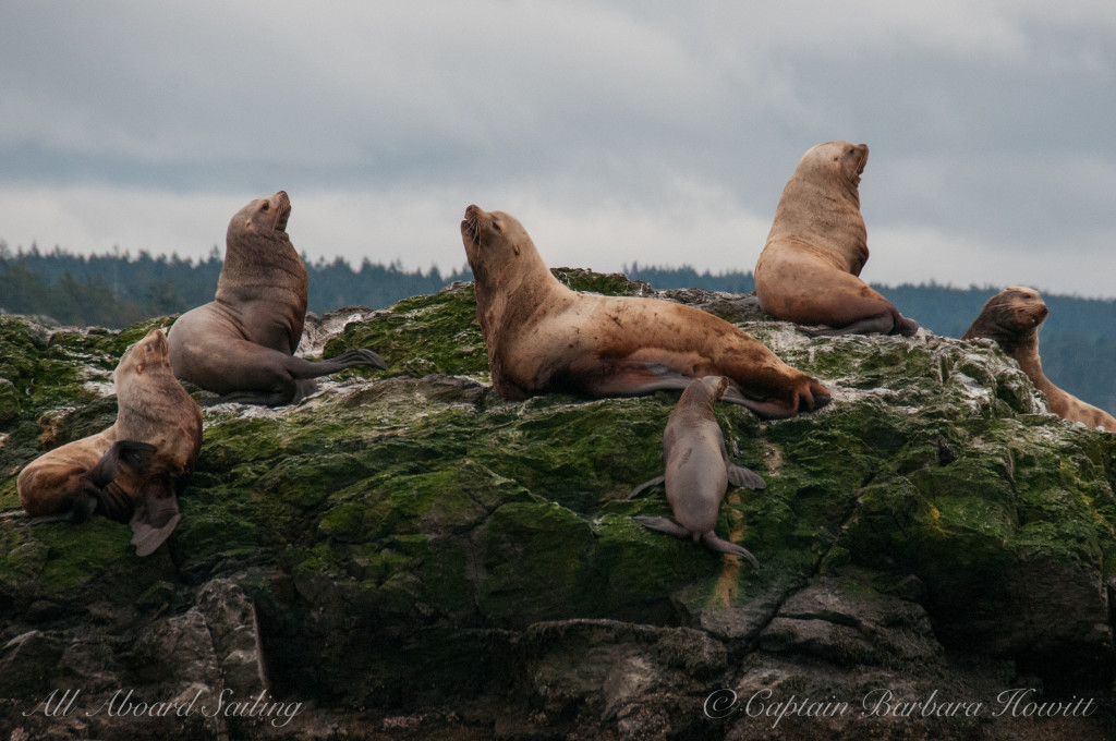 Steller Sea Lions on Whale Rocks