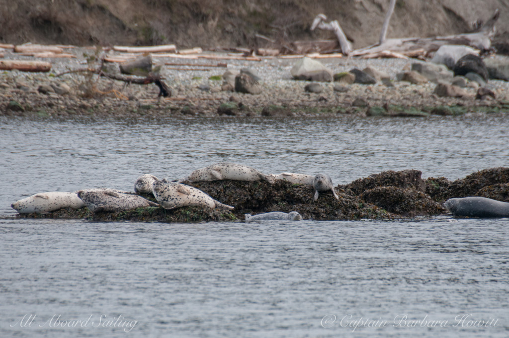 Harbor seals on Shark Reef