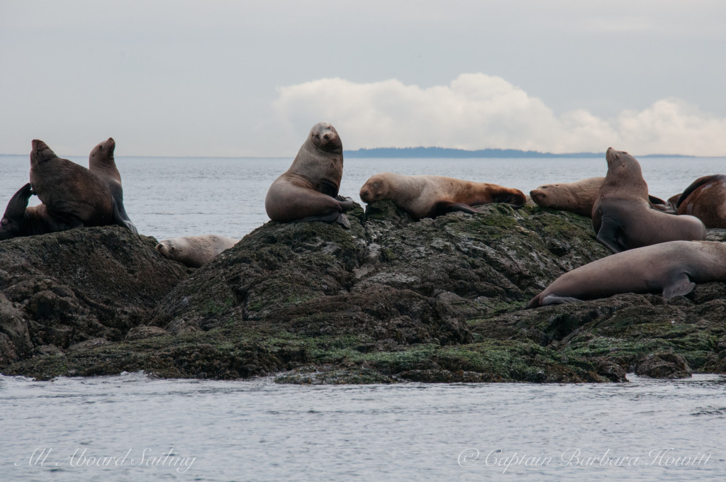 Steller Sea Lions