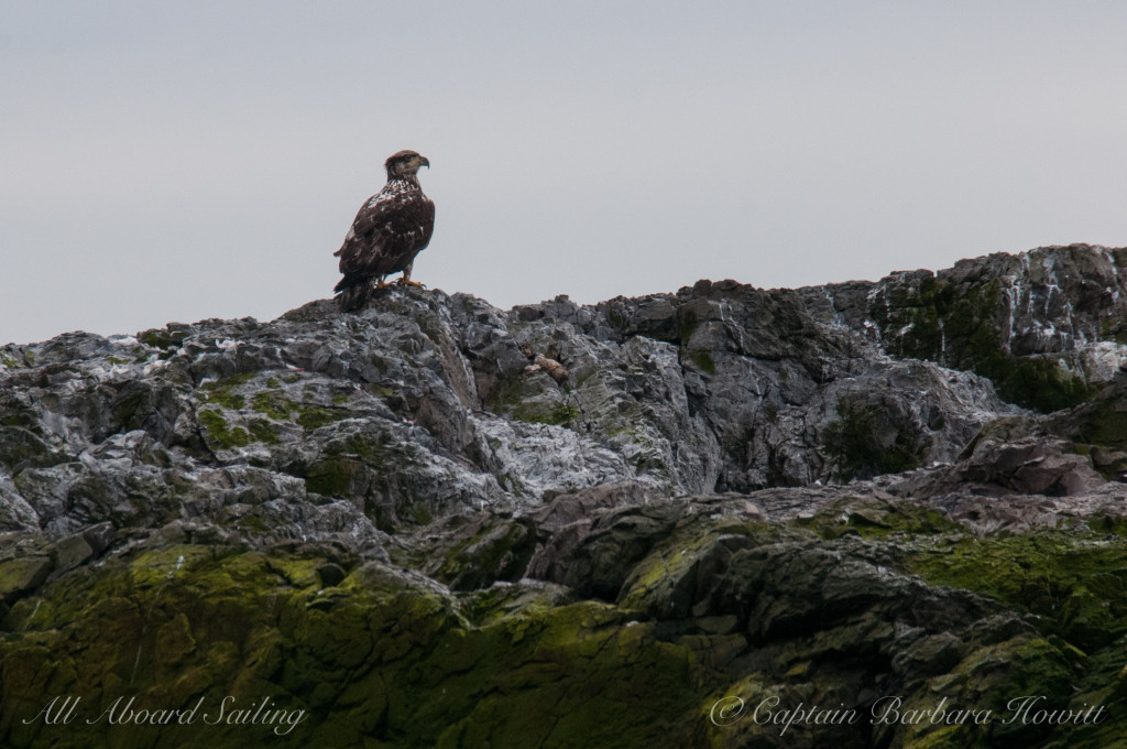 Immature Bald Eagle