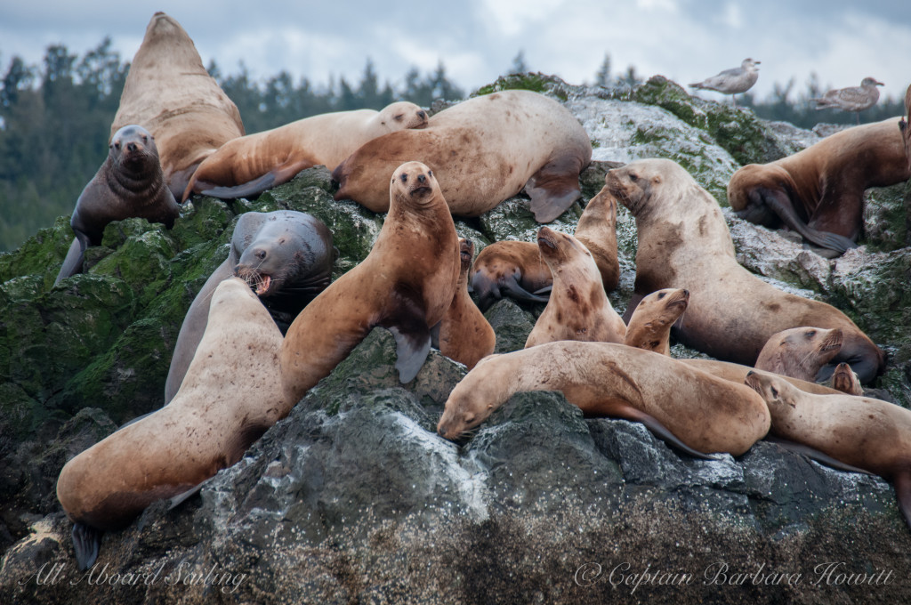 Steller Sea Lions