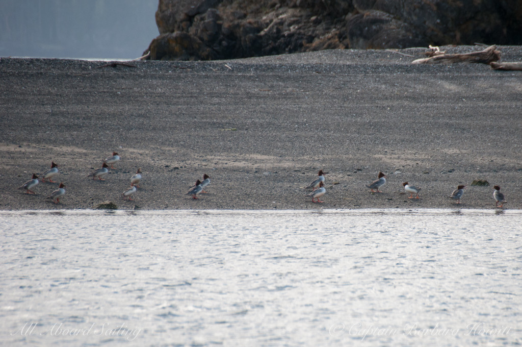 Common Mergansers