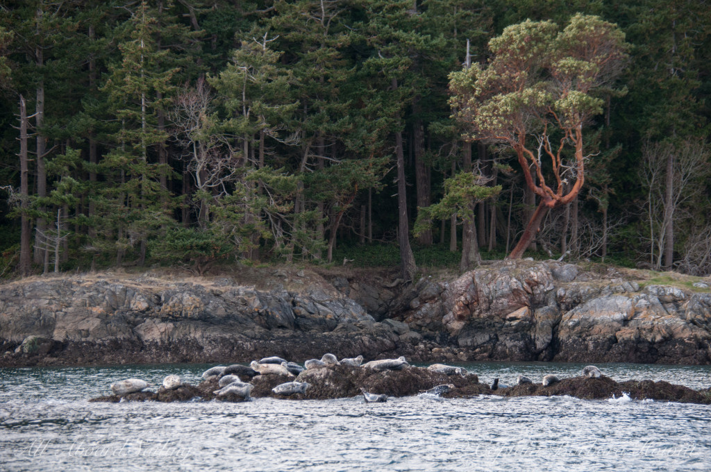 Harbor Seals at Jones Island