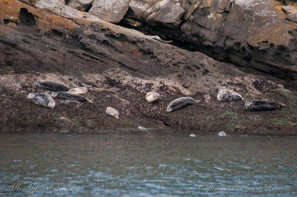 Harbor Seals