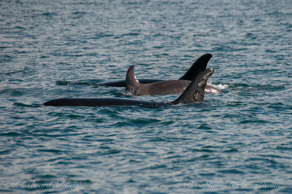 Southern Resident J Pod