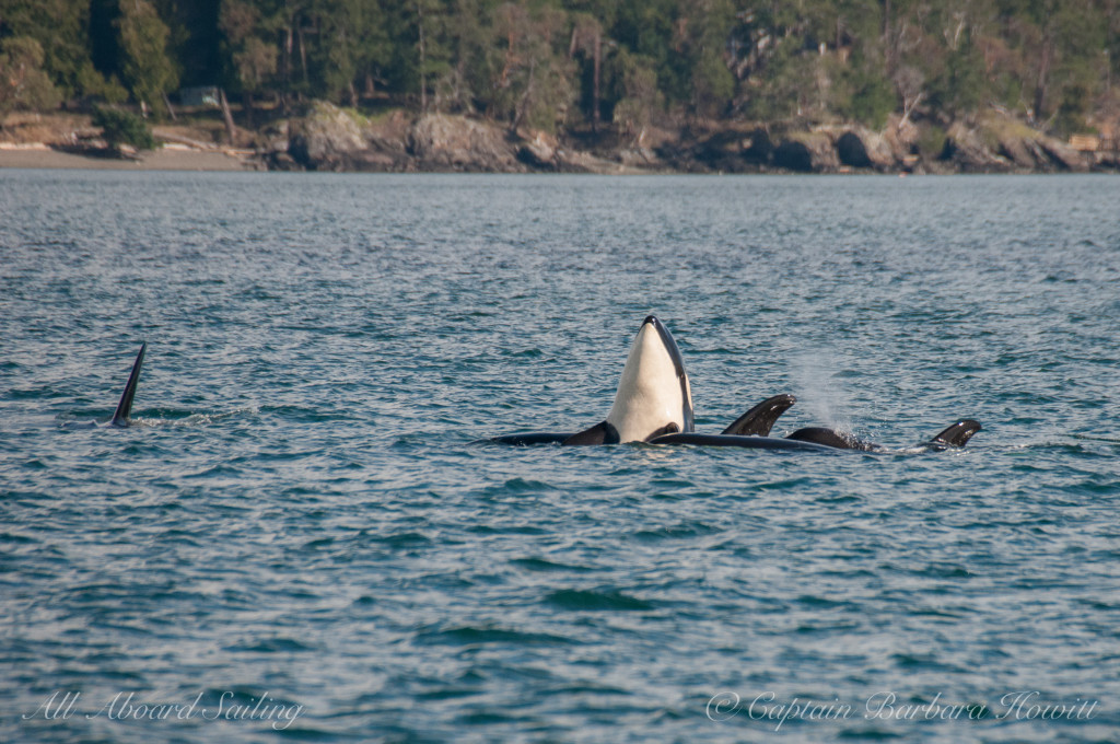 Playful orcas