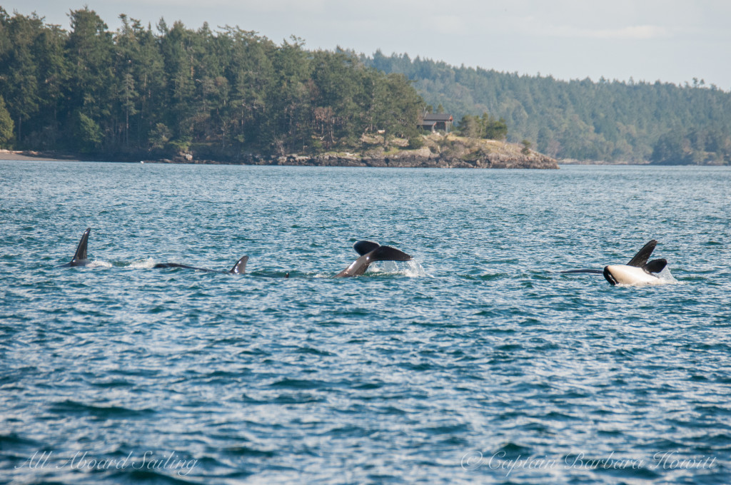 Playful Orcas