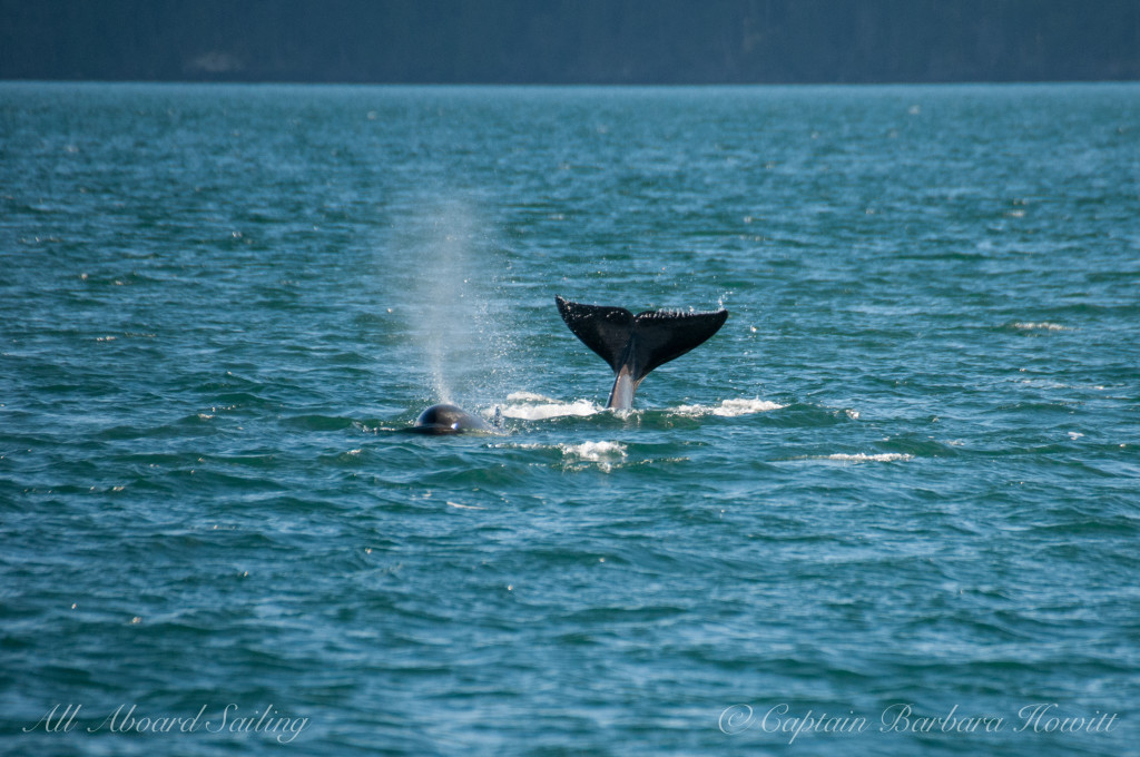 Playful orcas