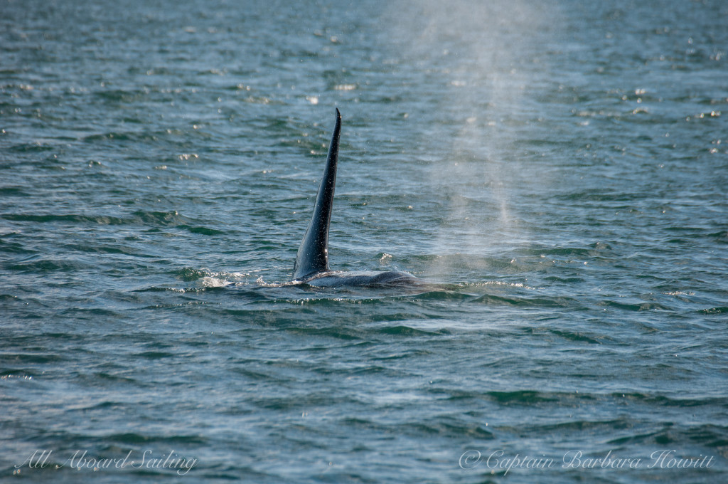 Big male orca