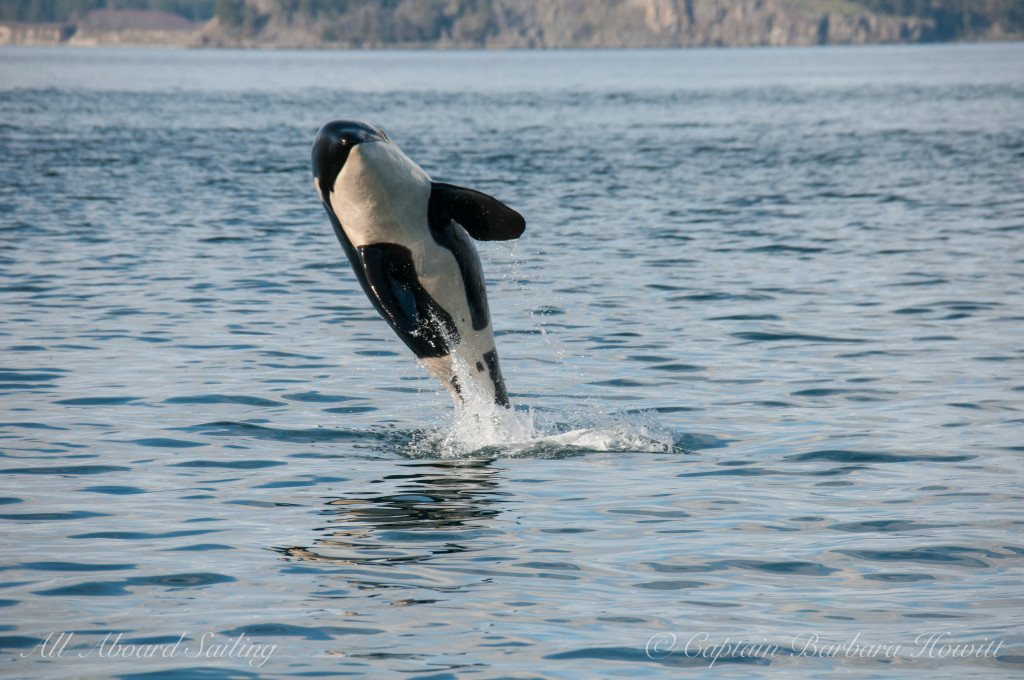 J49 T'ilem Inges breaching