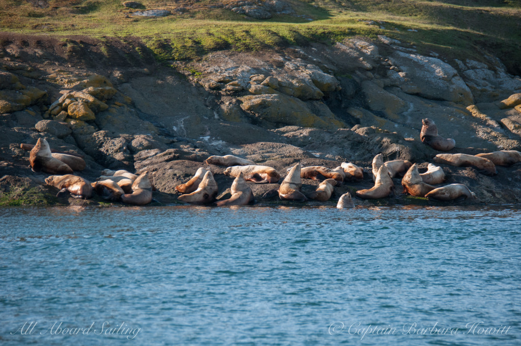 Steller Sea Lions