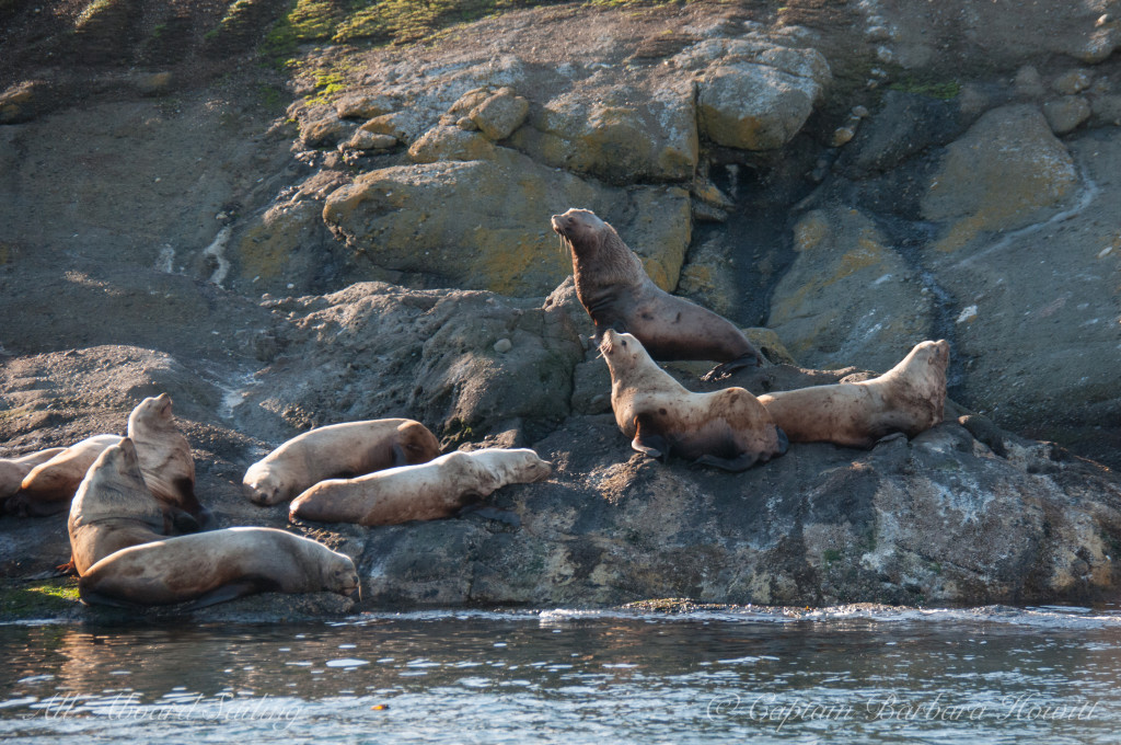 Steller Sea Lions