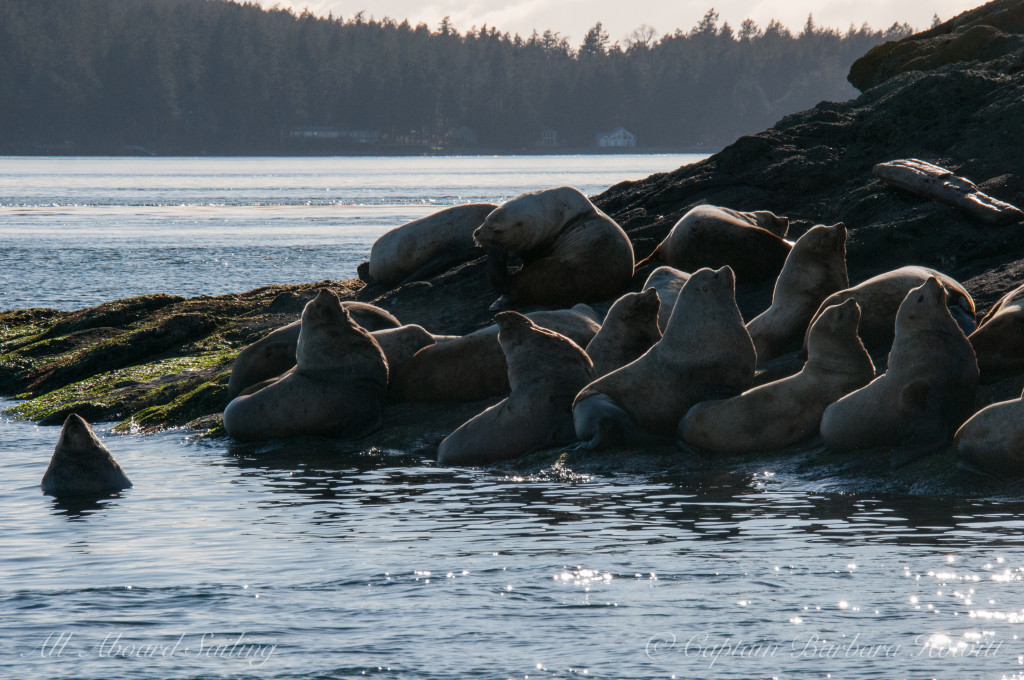 Steller Sea Lions