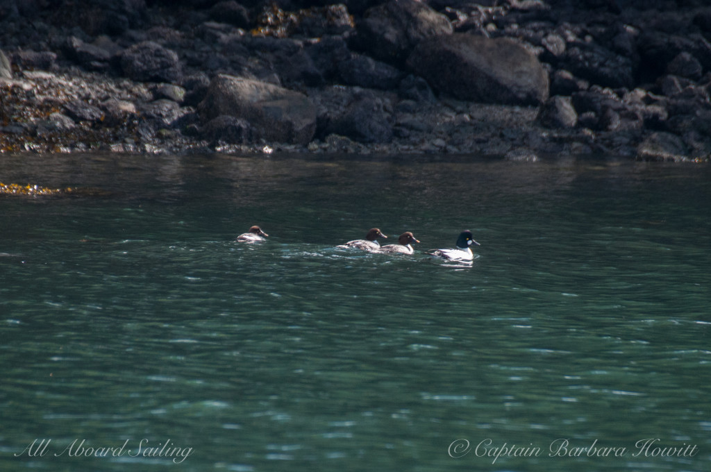 Barrow's goldeneye