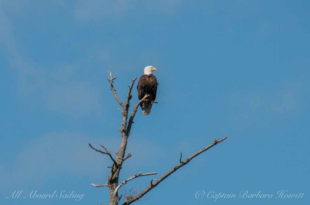 Bald eagle on Nob Island