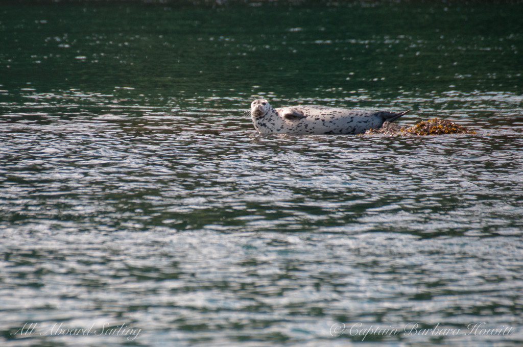 Harbor seal