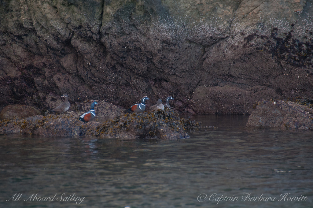 Harlequin ducks