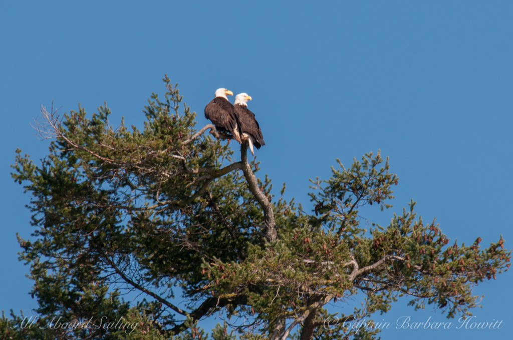 Mr and Mrs Eagle