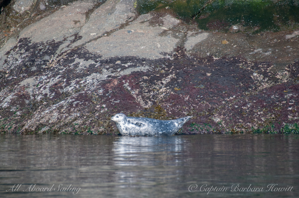 Harbor seal hauled out