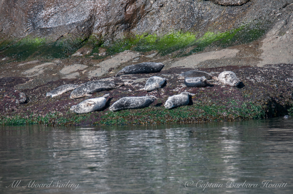 Harbor seals warming in sun