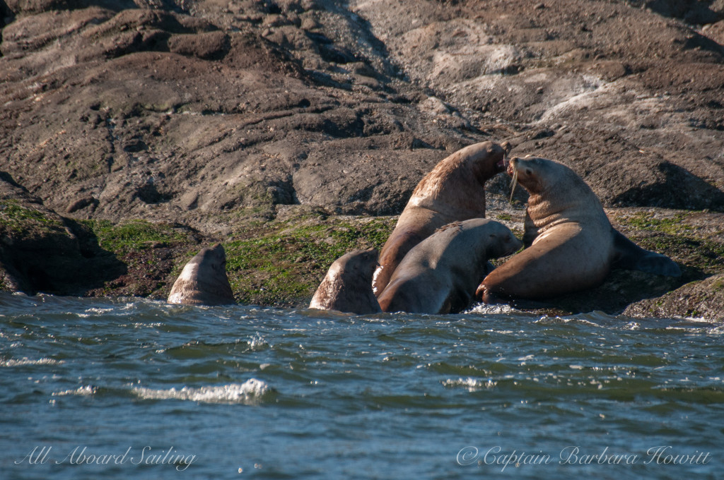 Steller Sea Lions