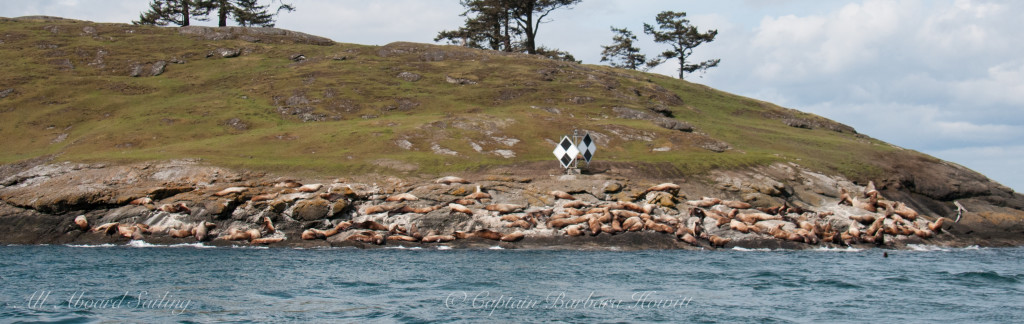 Steller sea lions at Green Point