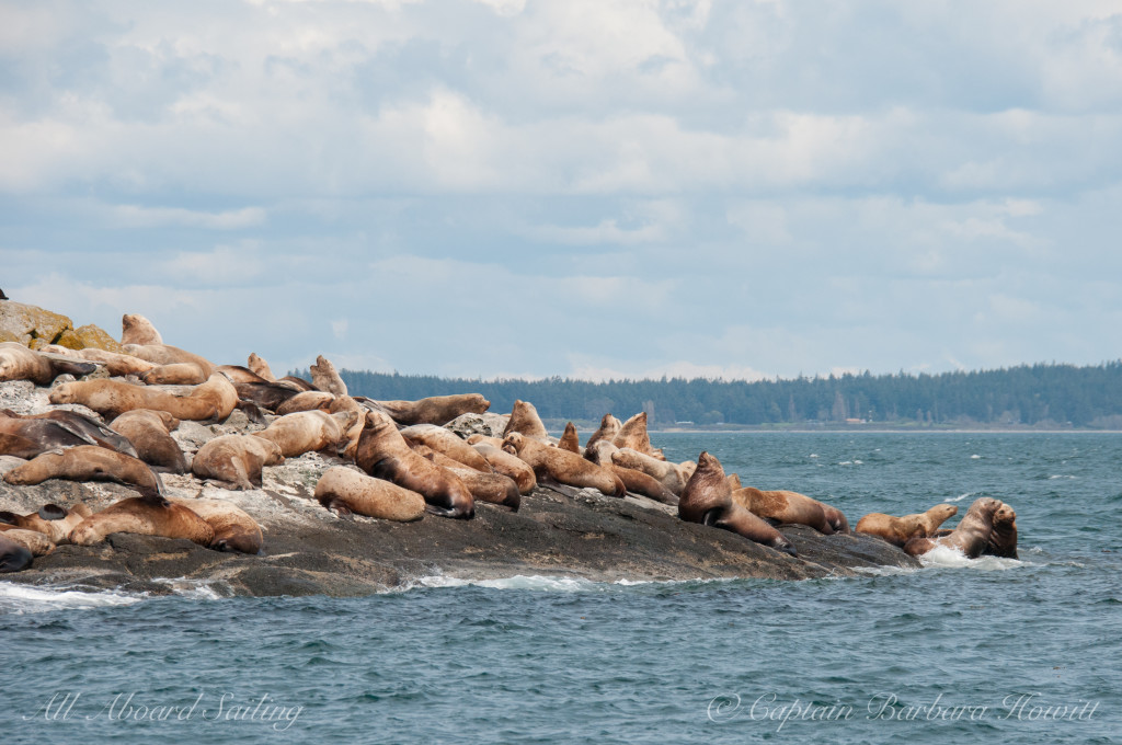 Steller Sea Lion bachelor beach party