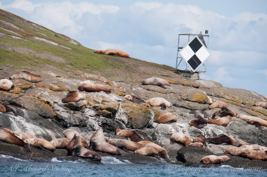 Sea Lions Spieden Island