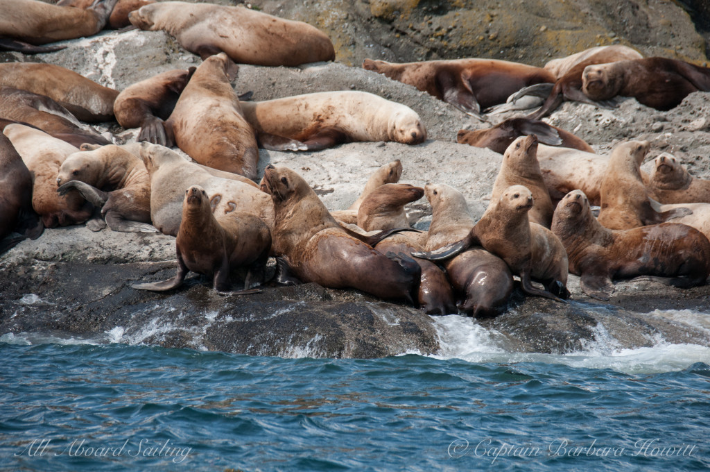 Sea Lions, Spieden Island