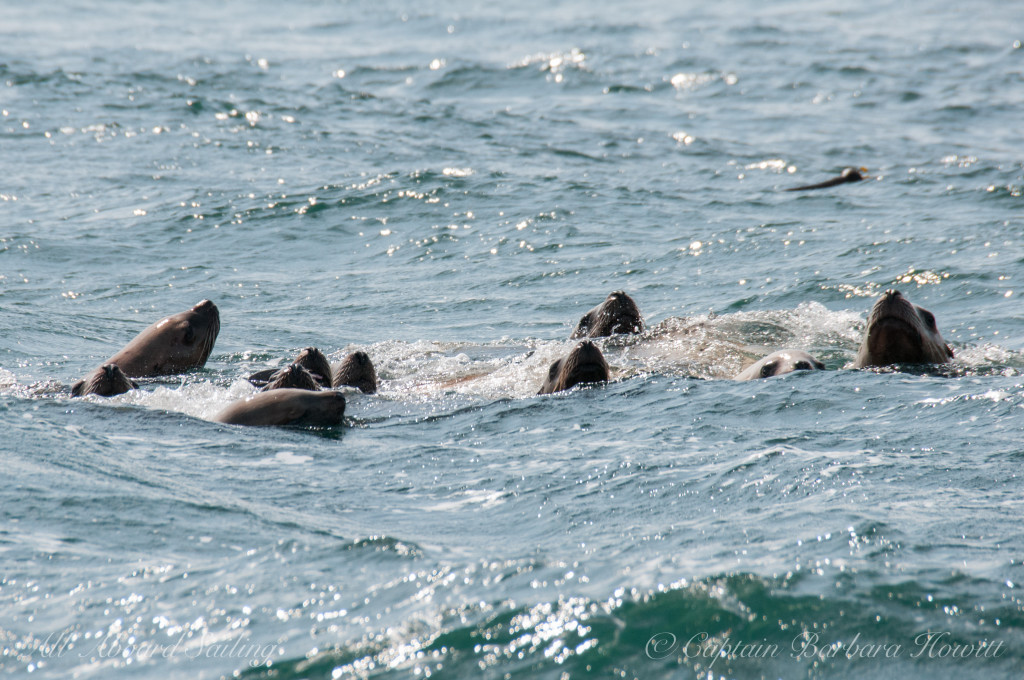 Steller Sea Lions swimming