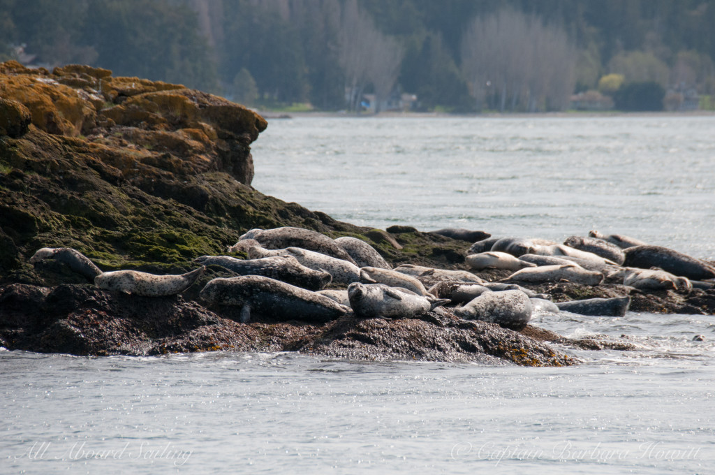 Harbor seals sunning on Sentinel Rock