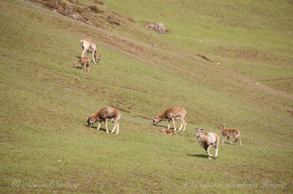 Exotic animals San Juan Islands