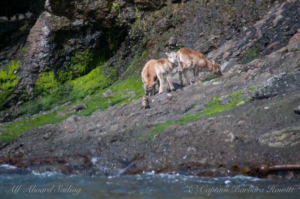 Mouflon Lambs