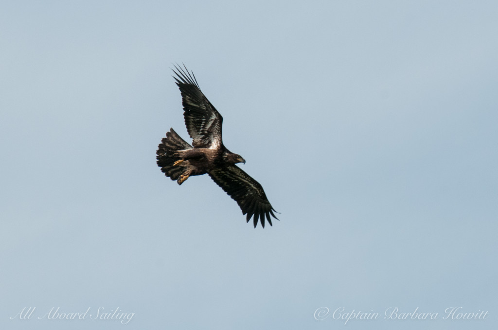 Immature bald eagle soaring