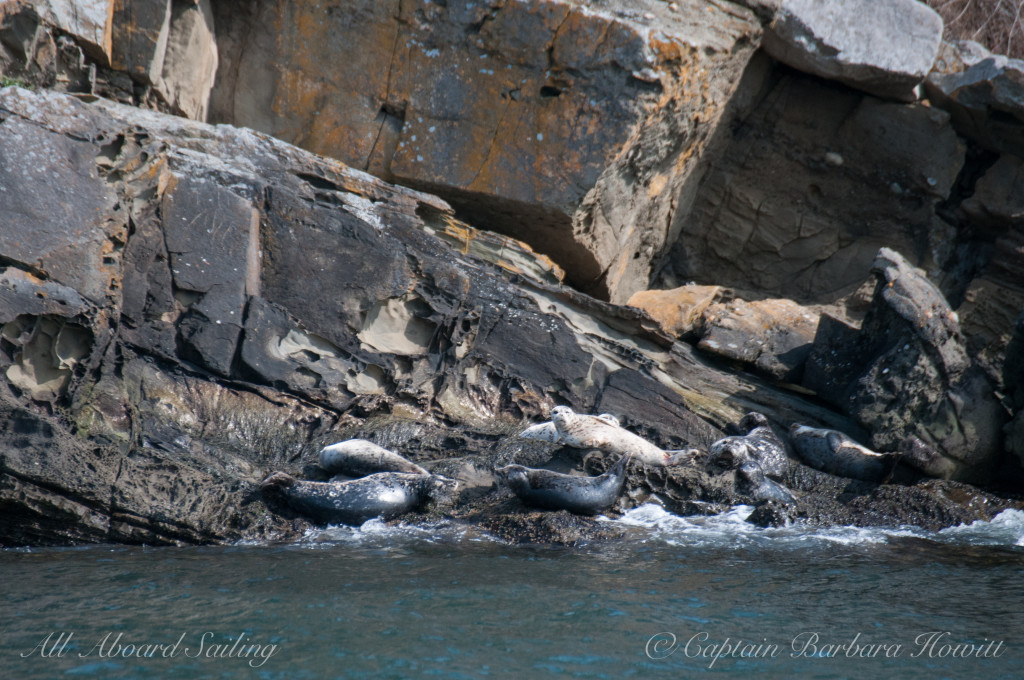 Harbor seals sunning on Flattop Island