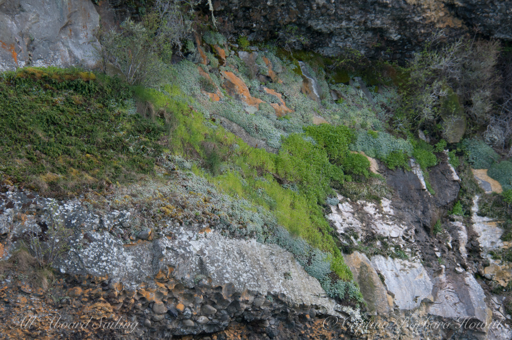 Flattop Island mosses and lichens