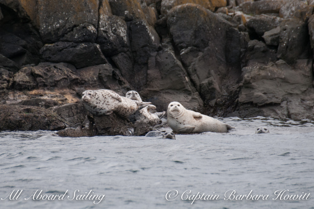 Harbor seals