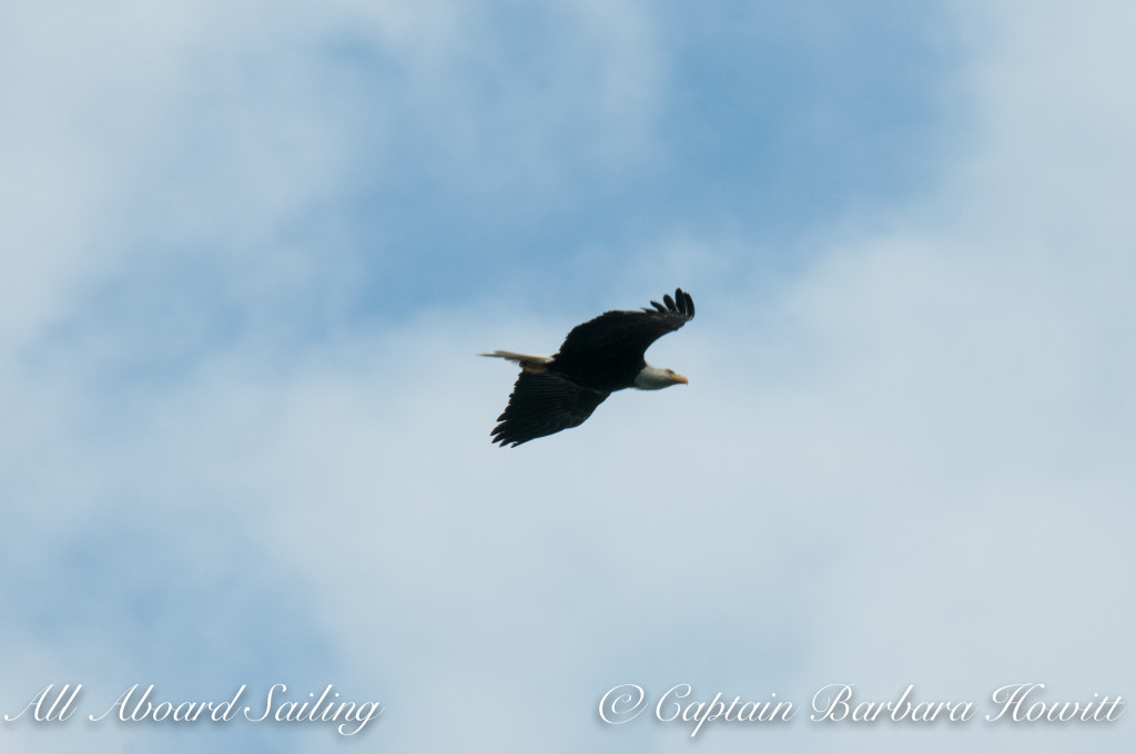 Bald Eagle