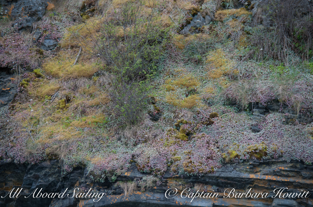 Flattop Island wildflowers