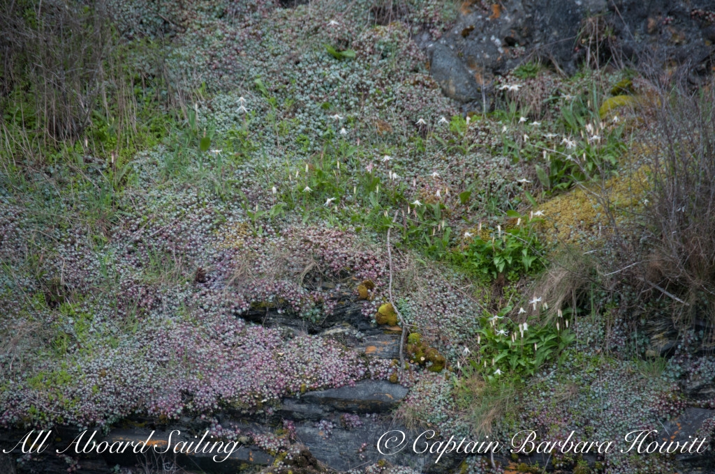 Flattop Island fawn lilies