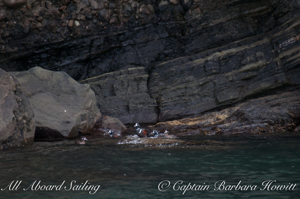 Harlequin ducks