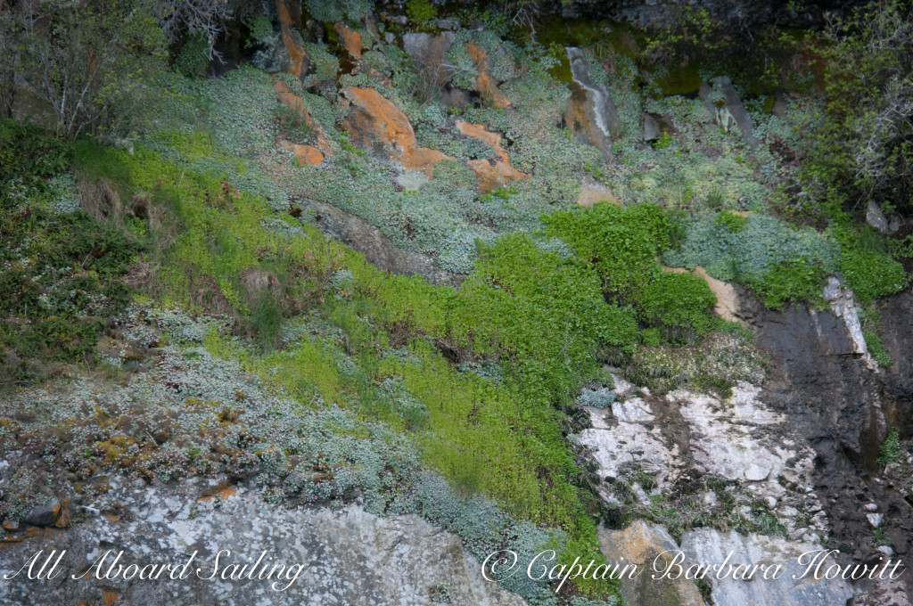 mosses and lichens of Flattop Island