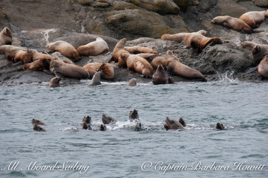steller sea lions