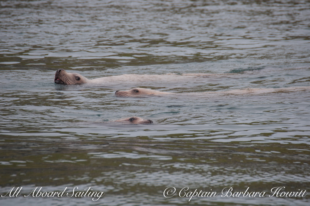 Northern Steller Sea Lions