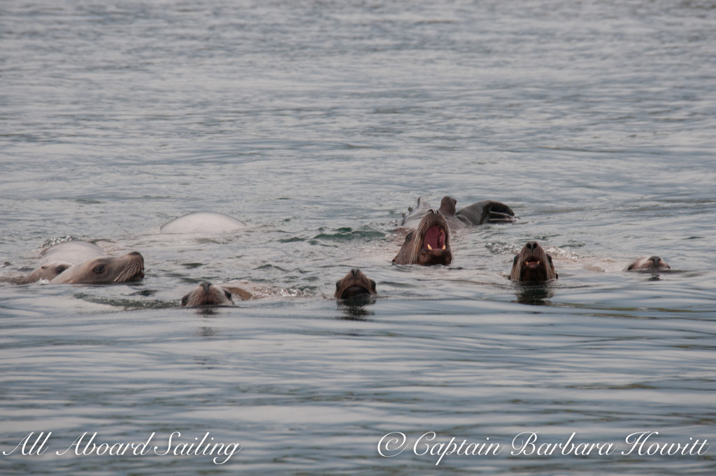 raft of steller sea lions
