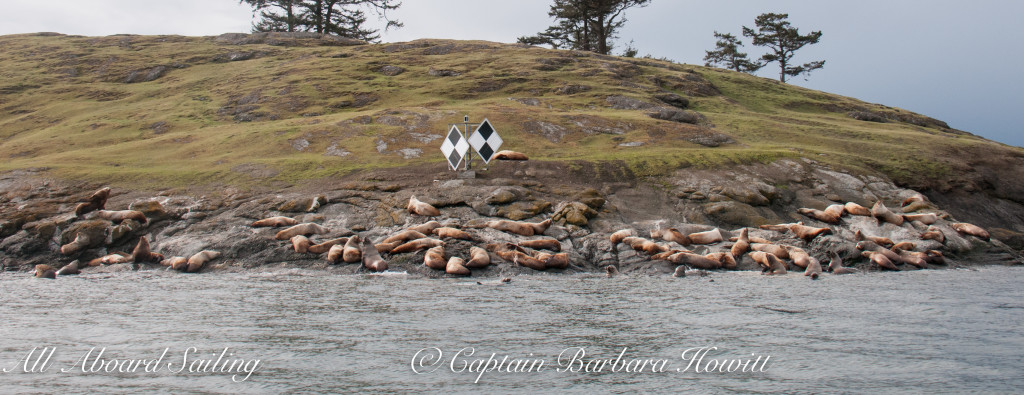 Sea Lions, Green Point, Spieden Island