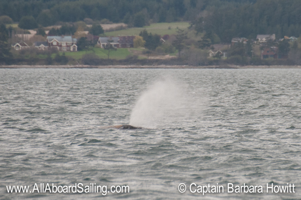 Gray Whale Exhale